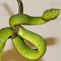 Venomous Snake Tour Bristol - Green Snake Wrapped